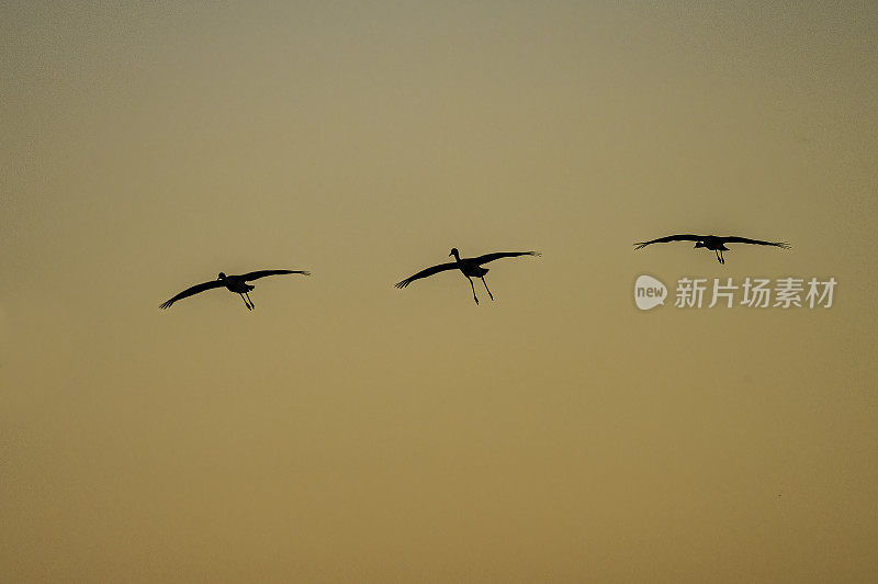 沙丘鹤(Antigone canadensis)是北美大型鹤的一种。Woodbridge生态保护区(又名Isenberg鹤保护区)。准备晚上降落。